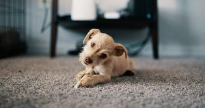 5 Ways To Remove Pet Hair And Smells From Carpet